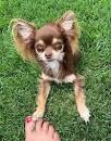 Russian Toy Terrier Breed Information, Characteristics ...