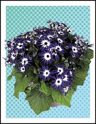 Image result for Pericallis