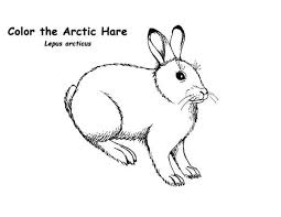 Arctic Animals The Arctic Hare In Arctic Animals Coloring Page In 2020 Animal Coloring Pages Arctic Animals Arctic Hare