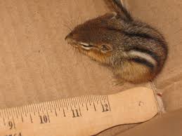 Baby Chipmunk