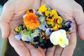 Not all flowers are edible, but those that are have incredible health benefits. Edible Flowers The Gypsy Chef