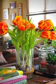 If you'd like to try transplanting them, keep the pots in a sunny location and watered well, until the foliage dies down naturally. Everything You Need To Know About Healthy Tulips Indoors Bren Haas