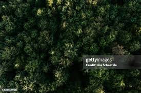 4,070 Lisa Forest Stock Photos, High-Res Pictures, and Images