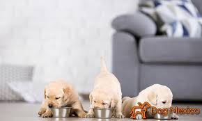 A 4 Week Old Puppy Feeding Schedule Claims Intensive Attention In Fact All The Puppies Come Out From The M In 2020 Puppy Feeding Schedule Puppies Baby Bottle Feeders