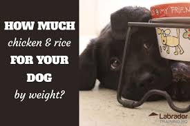 How many calories does a dog need? How Much Chicken And Rice Should You Feed Your Sick Dog Labradortraininghq