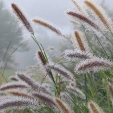 Image result for Pycnostachys reticulata