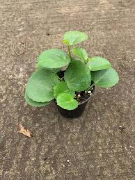 Image result for Cissus rotundifolia