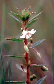 Image result for Sauvagesia erecta