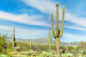 A hardy cactus, these spiky boys can live over a hundred years and grow as tall as you can build them! Saguaro National Park Travel Guidebook Must Visit Attractions In Tucson Saguaro National Park Nearby Recommendation Trip Com