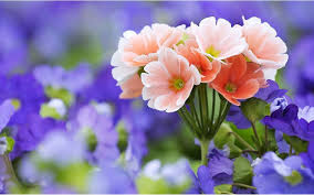 Flower Wallpapers Hd Wallpaper Cave