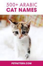 Arabic Cat Names 550 Male And Female Ideas In 2021 Cat Names Cats Kitten Names