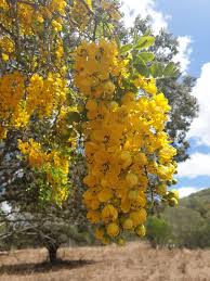 Image result for Cassia thyrsoidea