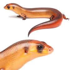 Image result for Phaulopsis sangana