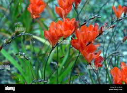 Image result for Tritonia