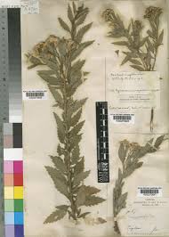 Image result for Nidorella ivifolia