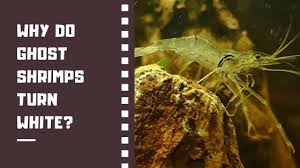 Why Do Ghost Shrimps Turn White In 2020 Ghost Shrimp Shrimp Ghost