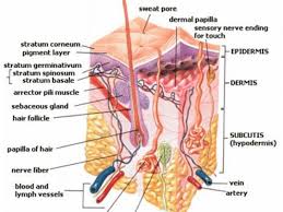 Tips On Removing The Skin Condition Called Milia Skin Anatomy Skin Facts Sweat Gland
