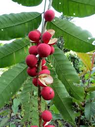 Image result for Aphanamixis