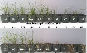 Besides, what is the ratio of roundup to water? Investigation Of Herbicide Resistance In Kentucky Italian Ryegrass Populations Kentucky Small Grain Growers Association