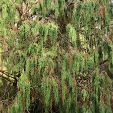 Specific directions will vary, but knowing your growing zone is important. 12 Species Of Juniper Trees And Shrubs