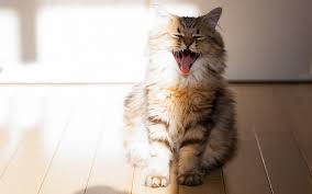 Image result for cat