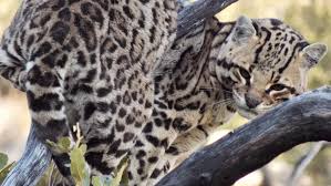 Jaguars in arizona, new mexico and sonora historically occurred within six ecological regions not a systematic review of potential habitat suitability for the jaguar panthera onca in central arizona and. Endangered Jaguar Ocelot Appear On Southern Arizona Trail Cameras