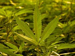 Таблица тиражей с информацией о розыгрыше суперприза. What To Watch On 4 20 Six Stoner Movies For Marijuana Holiday