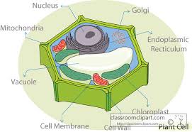 For ts leaf, the most common questions ask you to draw a. Cell Structure Integrated Science
