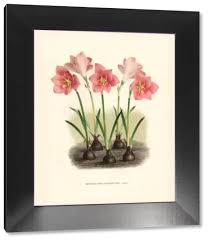 Image result for Zephyranthes minuta