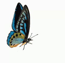 Flying Butterfly Gif Animation Gifs Tenor This clipart image is transparent backgroud and png format. flying butterfly gif animation gifs tenor