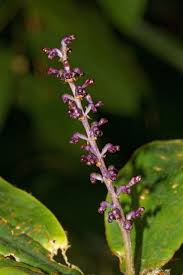 Image result for Palisota ambigua