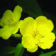 Image result for Onagraceae