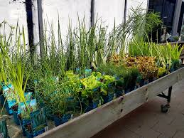 Plantes, animalerie, aménagement du jardin, maison & déco. Jardiland Bonne Nouvelle Les Plantes De Bassin Sont La Facebook