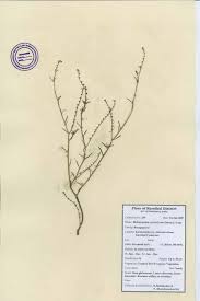 Image result for Heliotropium zeylanicum