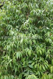 Image result for Eugenia natalitia