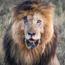 سكار الأسطورة ، كما أطلقت عليه الجمعية العالمية لحماية الحيوانات ، كان الحاكم الفعلي لإحدى الغابات الإفريقية الواقعة بين كينيا وأوغندا ، وهي أكثر بقاع الأرض شهرةً بالأسود ، وقد حكمها سكار الأسطورة لمدة 12 عاماً. Etiqueta Ø³ÙƒØ§Ø± Al Twitter