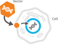 Definitions Of Key Terms In Gene Replacement Therapy