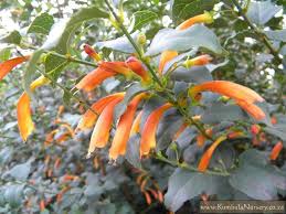 Image result for Halleria