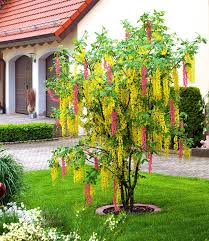 Chimaren Goldregen Zierstammchen Bei Baldur Garten