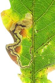 Image result for Stigmella roborella