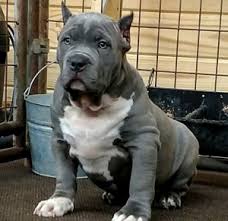 Welcome to the puppy pack. Probulls Xxl Pitbulls For Sale