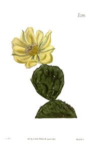 Image result for Phyllanthus caespitosus