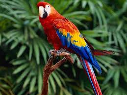 This is my mobile blog. Colorful Parrot Wallpapers Top Free Colorful Parrot Backgrounds Wallpaperaccess
