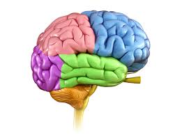 Image result for the brain