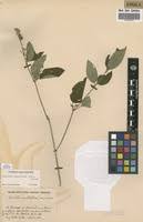 Image result for Dissotis multiflora