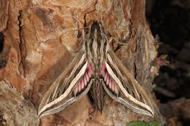 Image result for Hippotion celerio