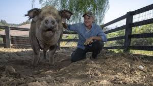 They revive an irrigation pond, build a worm compost facility, tend to an orchard with. The Biggest Little Farm Movie Review Book And Film Globe