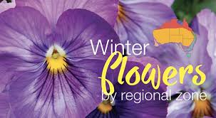 Winter is often a gloomy and dark season, but it doesn't have to be that way. Winter Flowers Planting Guide By Regional Zones About The Garden Magazine