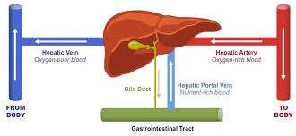 Hepatic portal veins carry the deoxygenated blood from the gastrointestinal tract, gallbladder, pancreas and spleen to the liver. Liver Blood Flow Bioninja