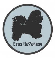 Get a healthy, toy breed and akc havanese puppy from reputable breeder located in miami, fort myers, tampa, south florida. Find The Best Havanese Breeders With Puppies For Sale In All 50 States